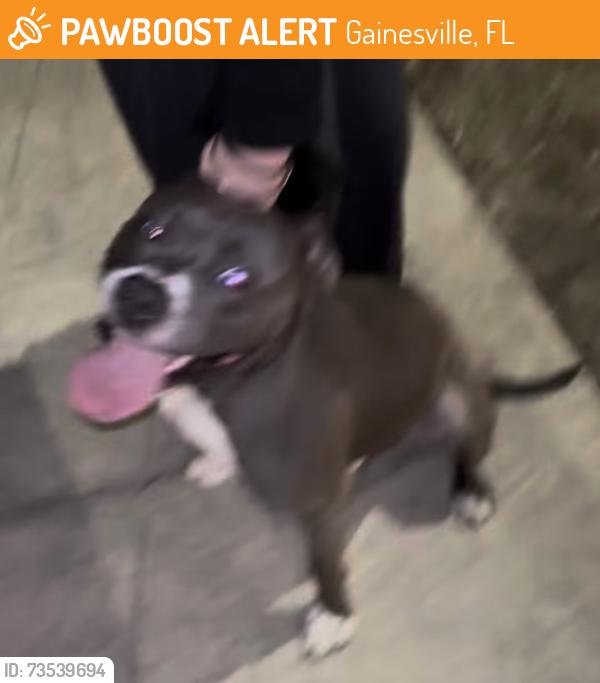 Found/Stray Male Dog last seen Near SW 20th Ave, Gainesville, FL 32607