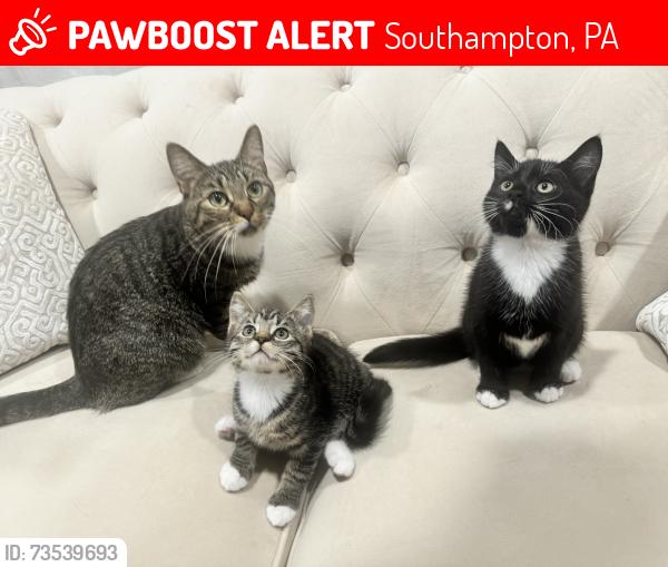 Lost Female Cat last seen Stump Rd, Southampton, PA 18966
