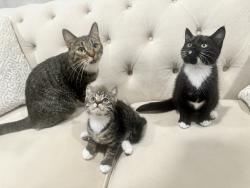 Lost Female Cat last seen Stump Rd, Southampton, PA 18966