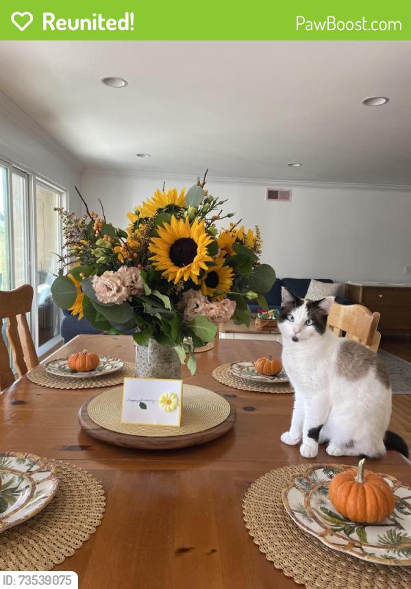 Reunited Male Cat last seen Warner/Graham In Huntington Beach, Huntington Beach, CA 92649