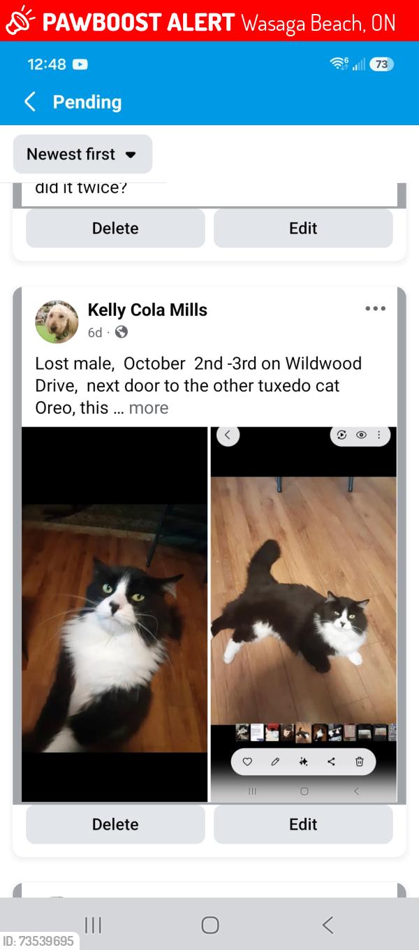 Lost Male Cat last seen Wildwood Dr and Trillium, Wasaga Beach, ON 