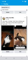 Lost Male Cat last seen Wildwood Dr and Trillium, Wasaga Beach, ON 
