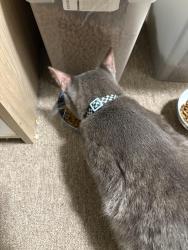 Reunited Male Cat last seen Vallejo St and Van Ness Ave, San Francisco, CA 94109