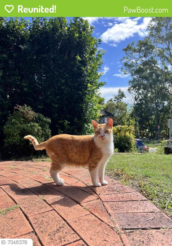 Reunited Male Cat last seen Evesham Court, Barina Downs Road and Brookhollow Avenue, Norwest, NSW 2153