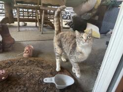 Lost Female Cat last seen La Palma and Knott, Buena Park, CA 90620