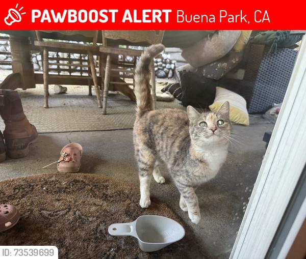 Lost Female Cat last seen La Palma and Knott, Buena Park, CA 90620