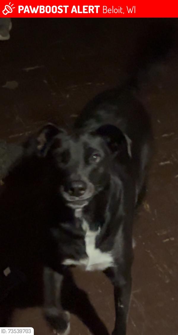 Lost Male Dog last seen Benedettis super club, Beloit, WI 53511