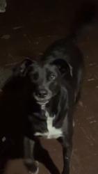 Lost Male Dog last seen Benedettis super club, Beloit, WI 53511