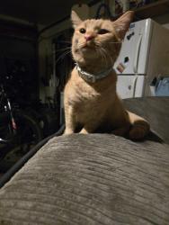 Reunited Female Cat last seen Found on Cloverfield ln, Greenwood, IN 46143