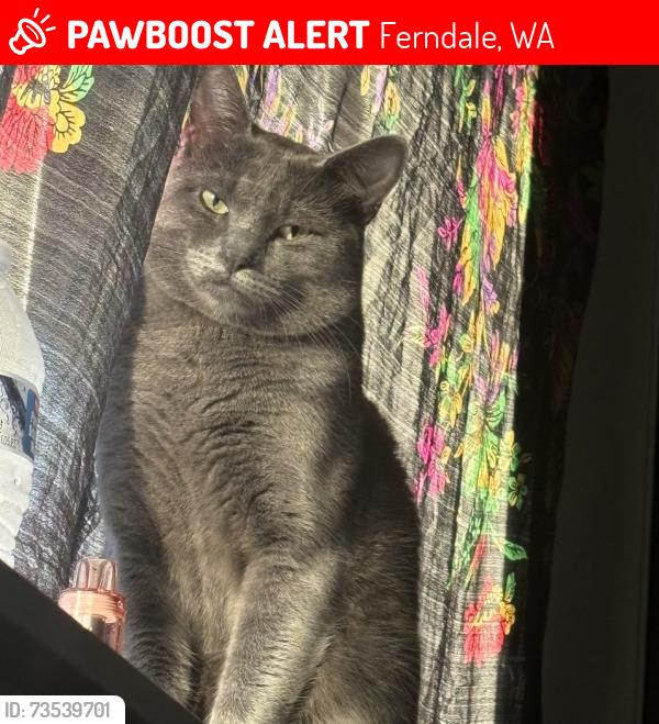 Lost Male Cat last seen Ferndale high, Ferndale, WA 98248