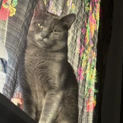 Lost Male Cat last seen Ferndale high, Ferndale, WA 98248