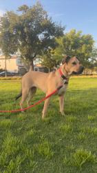 Lost Female Dog last seen N Millbrook Ave, Fresno, CA 93720