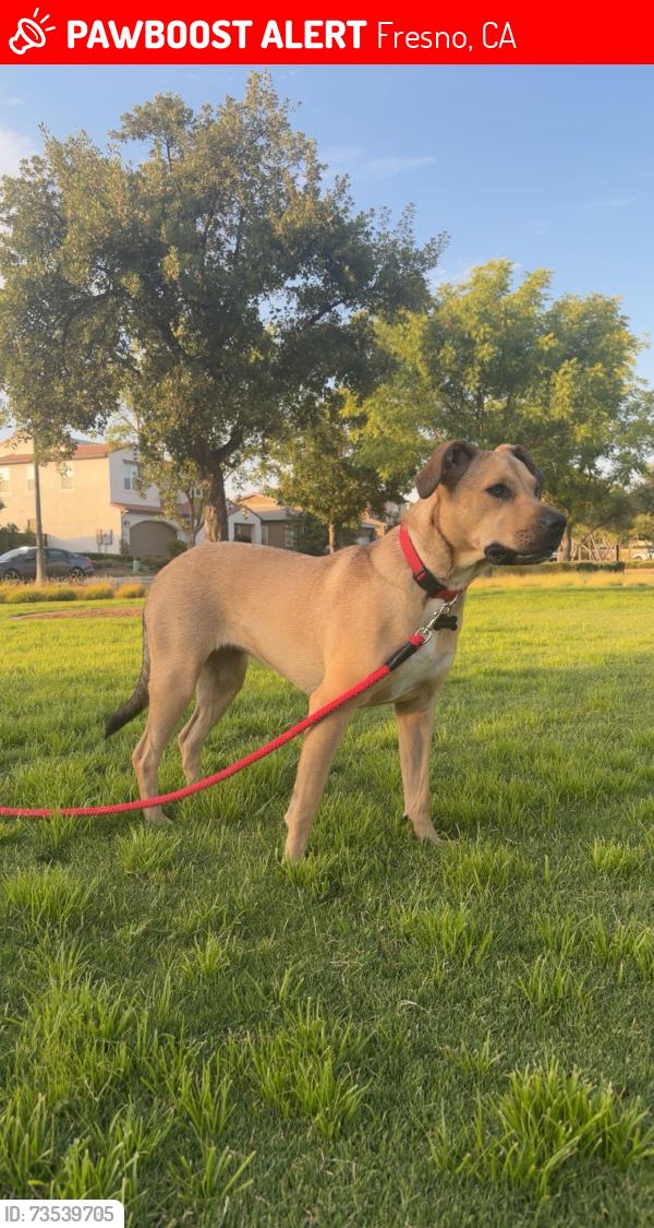 Lost Female Dog last seen N Millbrook Ave, Fresno, CA 93720