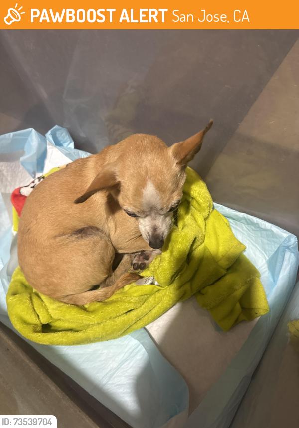 Found/Stray Female Dog last seen Near June Ave, San Jose, CA 95122