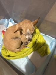 Found/Stray Female Dog last seen Near June Ave, San Jose, CA 95122
