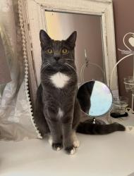Lost Male Cat last seen Sileby, Leicestershire, Sileby, England 