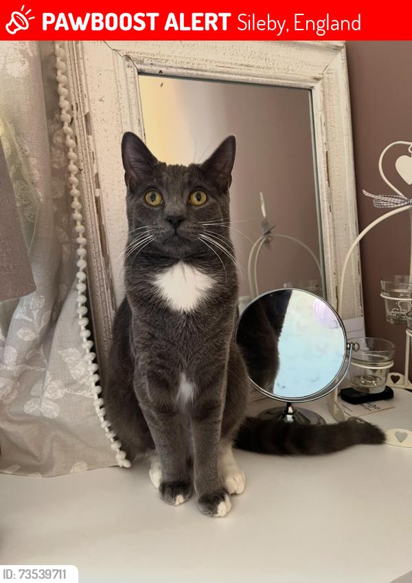 Lost Male Cat last seen Sileby, Leicestershire, Sileby, England 