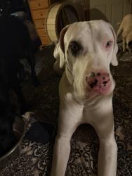 Lost Male Dog last seen Glenoaks and Maclay, San Fernando, CA 91340