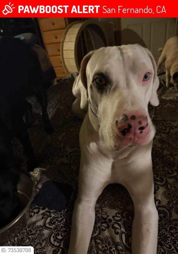 Lost Male Dog last seen Glenoaks and Maclay, San Fernando, CA 91340