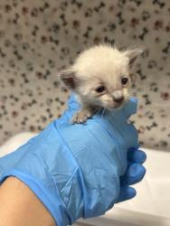 Shelter Stray Male Cat last seen Near BLOCK LOMA VISTA ST, RIVERSIDE CA 92507, 6851 Van Buren Boulevard, Jurupa Valley, CA 92509, USA