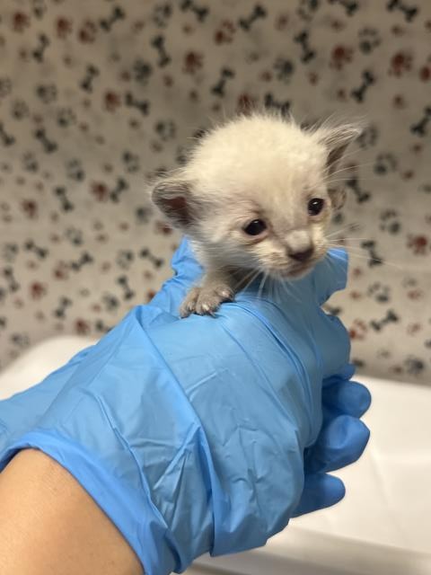 Shelter Stray Male Cat last seen Near BLOCK LOMA VISTA ST, RIVERSIDE CA 92507, 6851 Van Buren Boulevard, Jurupa Valley, CA 92509, USA