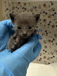 Shelter Stray Male Cat last seen Near BLOCK LOMA VISTA ST, RIVERSIDE CA 92507, 6851 Van Buren Boulevard, Jurupa Valley, CA 92509, USA