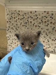 Shelter Stray Male Cat last seen Near BLOCK LOMA VISTA ST, RIVERSIDE CA 92507, 6851 Van Buren Boulevard, Jurupa Valley, CA 92509, USA