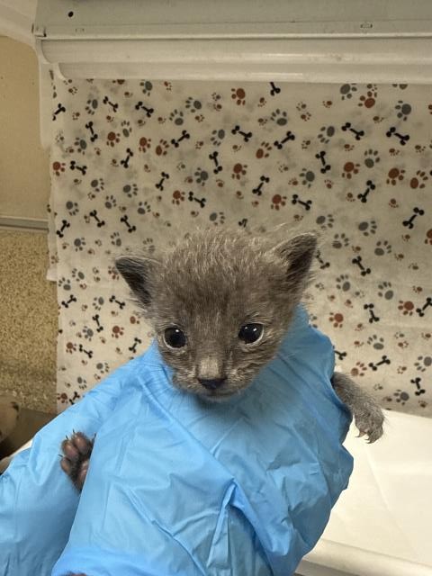 Shelter Stray Male Cat last seen Near BLOCK LOMA VISTA ST, RIVERSIDE CA 92507, 6851 Van Buren Boulevard, Jurupa Valley, CA 92509, USA