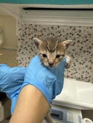 Shelter Stray Female Cat last seen Near BLOCK LOMA VISTA ST, RIVERSIDE CA 92507, 6851 Van Buren Boulevard, Jurupa Valley, CA 92509, USA
