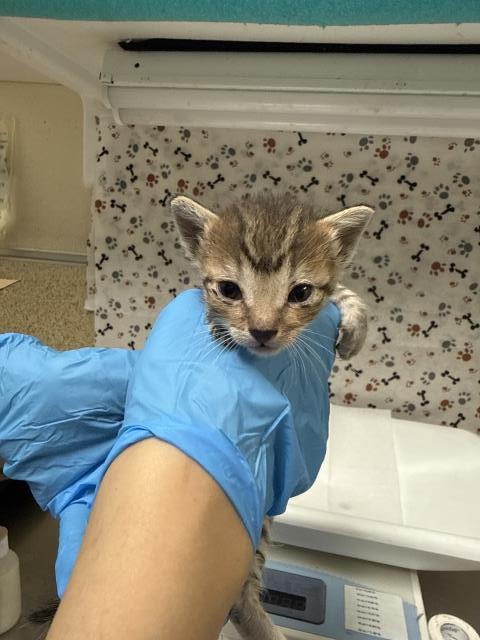 Shelter Stray Female Cat last seen Near BLOCK LOMA VISTA ST, RIVERSIDE CA 92507, 6851 Van Buren Boulevard, Jurupa Valley, CA 92509, USA
