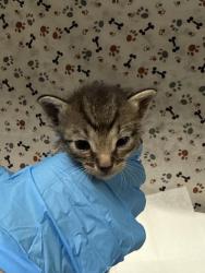 Shelter Stray Male Cat last seen Near BLOCK LOMA VISTA ST, RIVERSIDE CA 92507, 6851 Van Buren Boulevard, Jurupa Valley, CA 92509, USA