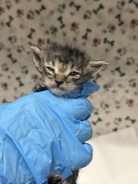 Shelter Stray Female Cat last seen Near BLOCK LOMA VISTA ST, RIVERSIDE CA 92507, 6851 Van Buren Boulevard, Jurupa Valley, CA 92509, USA