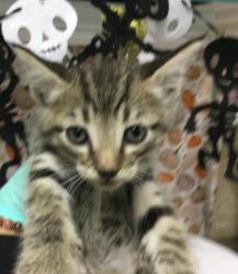 Shelter Stray Male Cat last seen Near BLOCK LINDSAY ST, JURUPA VALLEY CA 92509, 6851 Van Buren Boulevard, Jurupa Valley, CA 92509, USA