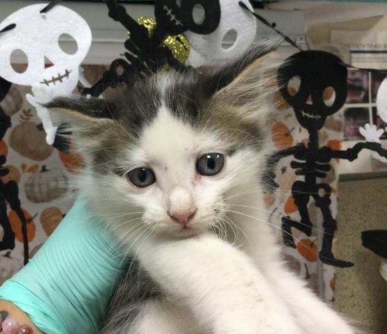 Shelter Stray Male Cat last seen Near BLOCK LINDSAY ST, JURUPA VALLEY CA 92509, 6851 Van Buren Boulevard, Jurupa Valley, CA 92509, USA
