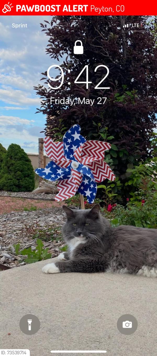 Lost Male Cat last seen Falcon Hw, Peyton, CO 80831