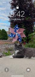 Lost Male Cat last seen Falcon Hw, Peyton, CO 80831