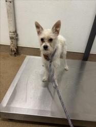 Shelter Stray Female Dog last seen EL POLLO LOCO/WHIPPLE, 16 Barnes Ct, Hayward, CA 94544, USA