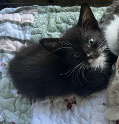 Shelter Stray Male Cat last seen BRISTOL BAY LN E, 2020 Forest St, Jacksonville, FL 32204, USA