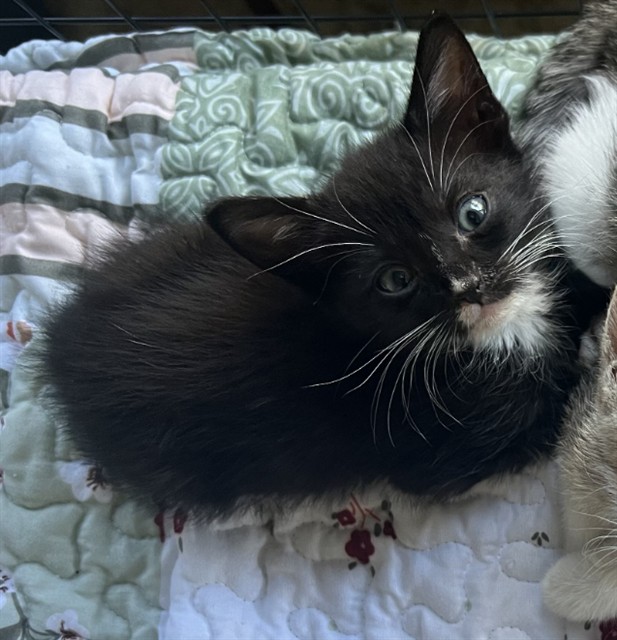 Shelter Stray Male Cat last seen BRISTOL BAY LN E, 2020 Forest St, Jacksonville, FL 32204, USA