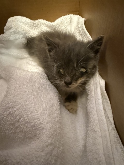 Shelter Stray Female Cat last seen SPRING PARK RD, 2020 Forest St, Jacksonville, FL 32204, USA