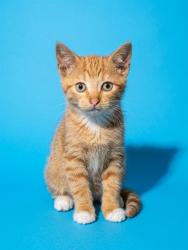 Shelter Stray Male Cat last seen KERNAN BLVD, 2020 Forest St, Jacksonville, FL 32204, USA
