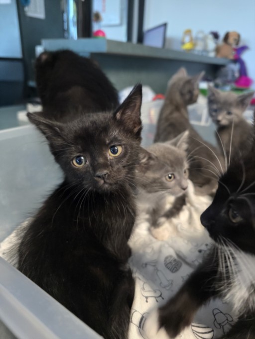 Shelter Stray Male Cat last seen , West Valley Animal Shelter, 20655 Plummer St, Chatsworth, CA 91311, USA