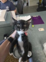 Shelter Stray Male Cat last seen , West Valley Animal Shelter, 20655 Plummer St, Chatsworth, CA 91311, USA