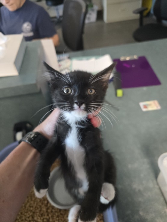 Shelter Stray Male Cat last seen , West Valley Animal Shelter, 20655 Plummer St, Chatsworth, CA 91311, USA