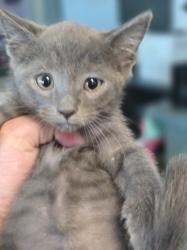 Shelter Stray Male Cat last seen , West Valley Animal Shelter, 20655 Plummer St, Chatsworth, CA 91311, USA
