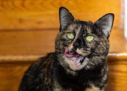 Reunited Female Cat last seen Smyth st, West Springfield, VA 22152