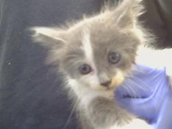 Shelter Stray Female Cat last seen WATT AVE AT SAN YSIDRO WAY, 3839 Bradshaw Rd, Sacramento, CA 95827, USA
