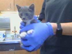 Shelter Stray Male Cat last seen 48TH ST AT ROOSEVELT AVE, 95820, 3839 Bradshaw Rd, Sacramento, CA 95827, USA