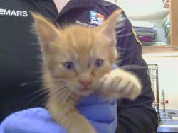 Shelter Stray Male Cat last seen COTTONTREE WAY AT MACFADDEN DR, 95828, 3839 Bradshaw Rd, Sacramento, CA 95827, USA