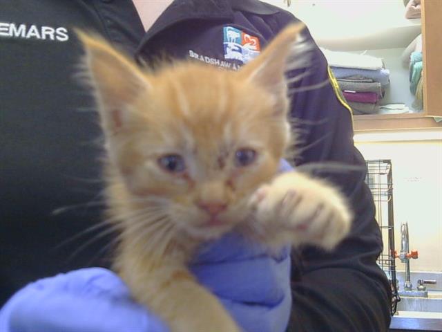 Shelter Stray Male Cat last seen COTTONTREE WAY AT MACFADDEN DR, 95828, 3839 Bradshaw Rd, Sacramento, CA 95827, USA
